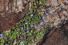 Lobelia boivinii