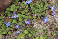 Lobelia boivinii