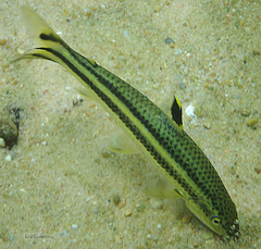 Yellow Rabbit Characin photo 3