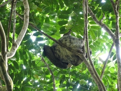 Bradypus tridactylus