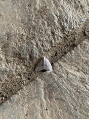 Hoplosauris multivirgulata