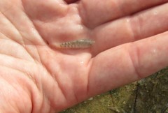 Cyprinodontidae