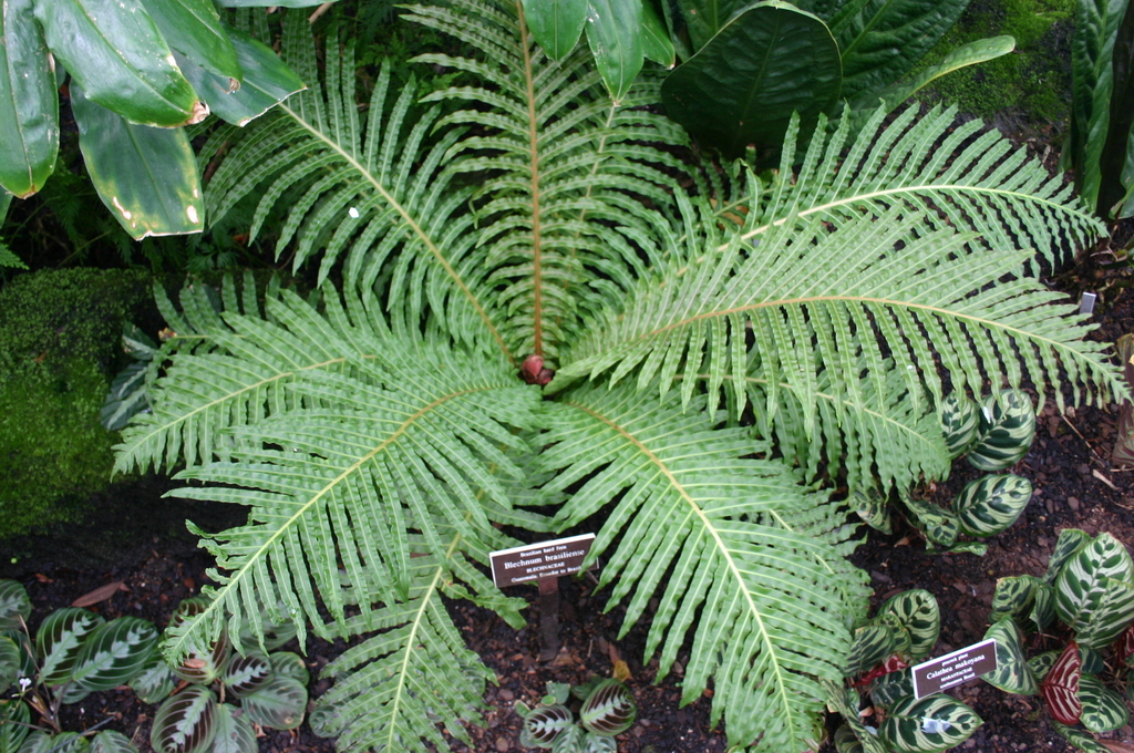 Brazilian tree-fern