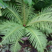 Brazilian Tree-Fern - Photo (c) Ryan Somma, some rights reserved (CC BY)