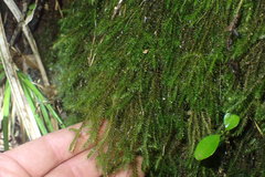 Echinodiopsis hispida