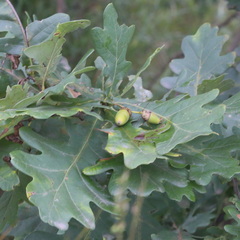 Quercus robur