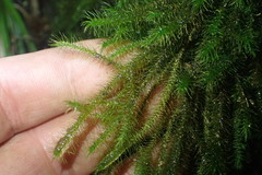 Echinodiopsis hispida