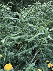 Senna didymobotrya