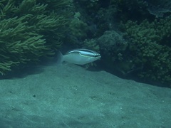 Scolopsis trilineata