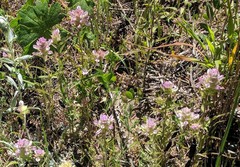 Orthocarpus cuspidatus