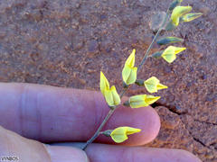 Crotalarieae