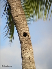 Melanerpes striatus