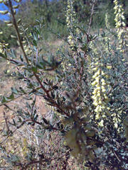 Crotalarieae