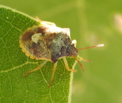 Dendrocoris