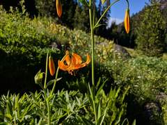 Lilium pardalinum wigginsii
