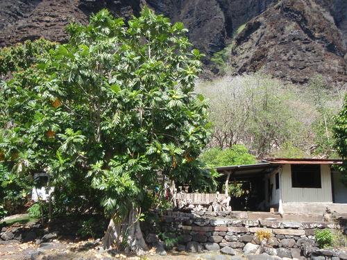 Artocarpus altilis observed 2013-02-14