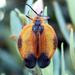 Typical Netwing Beetles - Photo (c) riana60, some rights reserved (CC BY-NC), uploaded by riana60