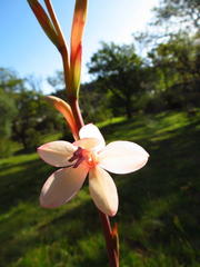 Watsonia zeyheri