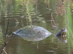 Trachemys venusta venusta