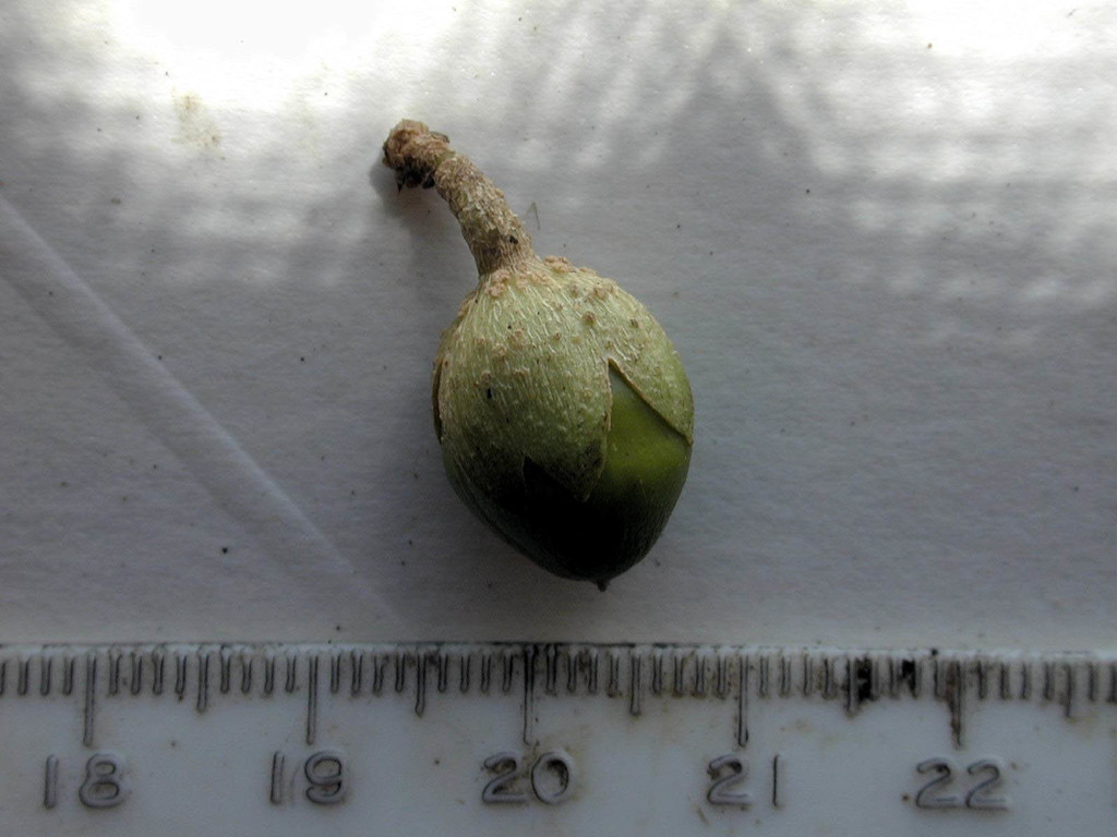 Jazmín del Paraguay