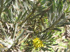 Leucospermum tomentosum