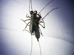 Mastigoproctus tohono
