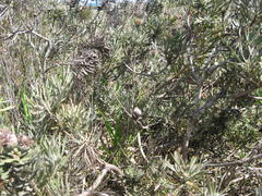 Leucospermum tomentosum
