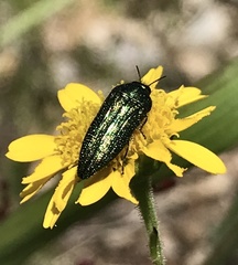 Acmaeodera resplendens