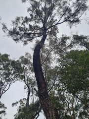 Eucalyptus paniculata