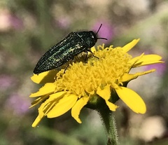 Acmaeodera resplendens