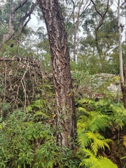 Eucalyptus paniculata