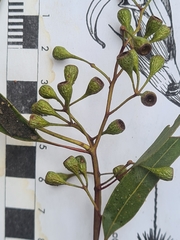 Eucalyptus paniculata