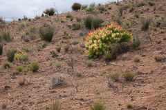 Leucadendron sessile