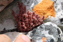 Crassula lanceolata lanceolata