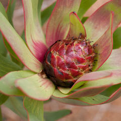 Leucadendron sessile