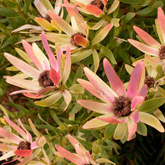 Leucadendron sessile