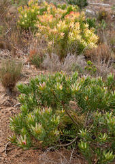 Leucadendron sessile