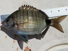 Diplodus holbrookii