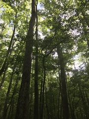 Fraxinus caroliniana