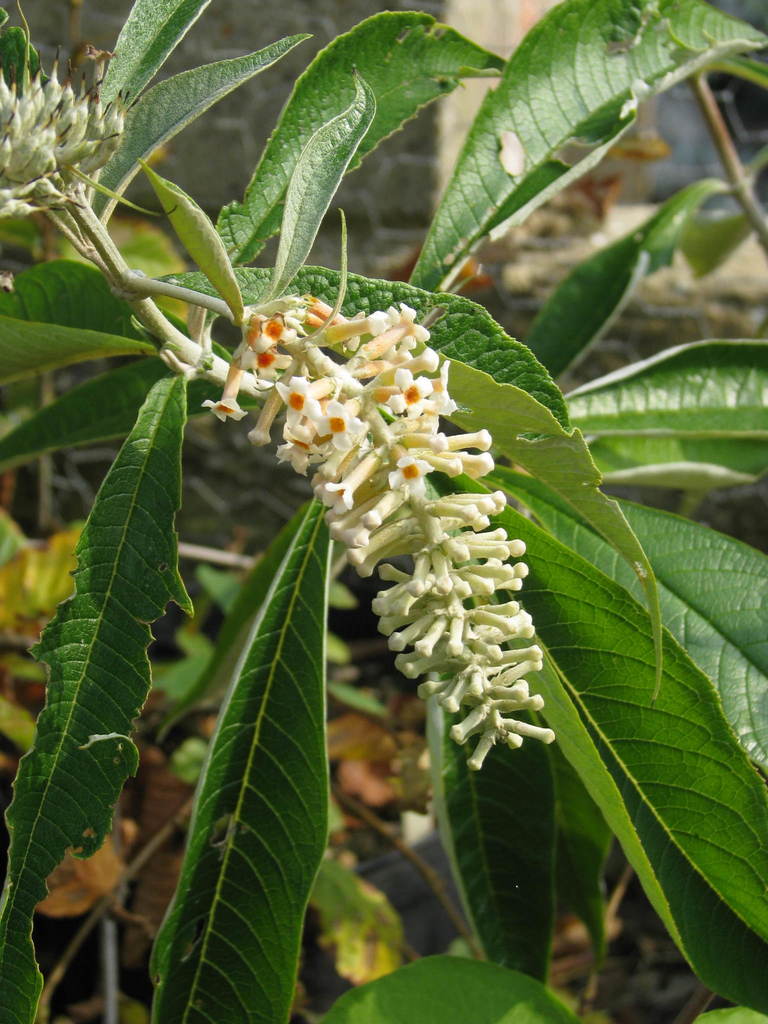 Buddleja paniculata