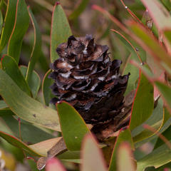 Leucadendron sessile