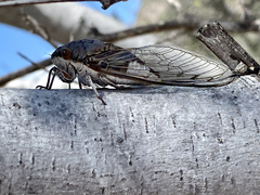 Diceroprocta digueti