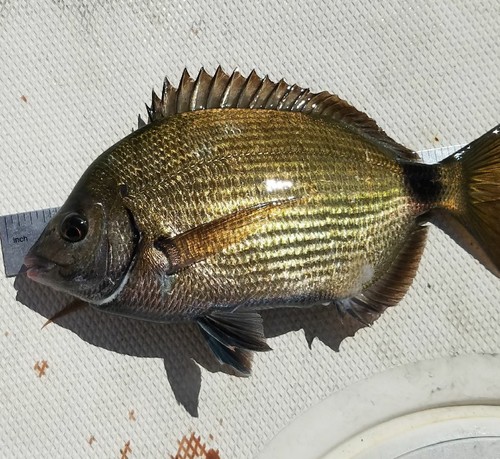 Diplodus holbrookii