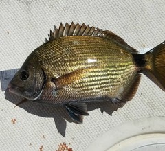 Diplodus holbrookii