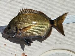 Diplodus holbrookii