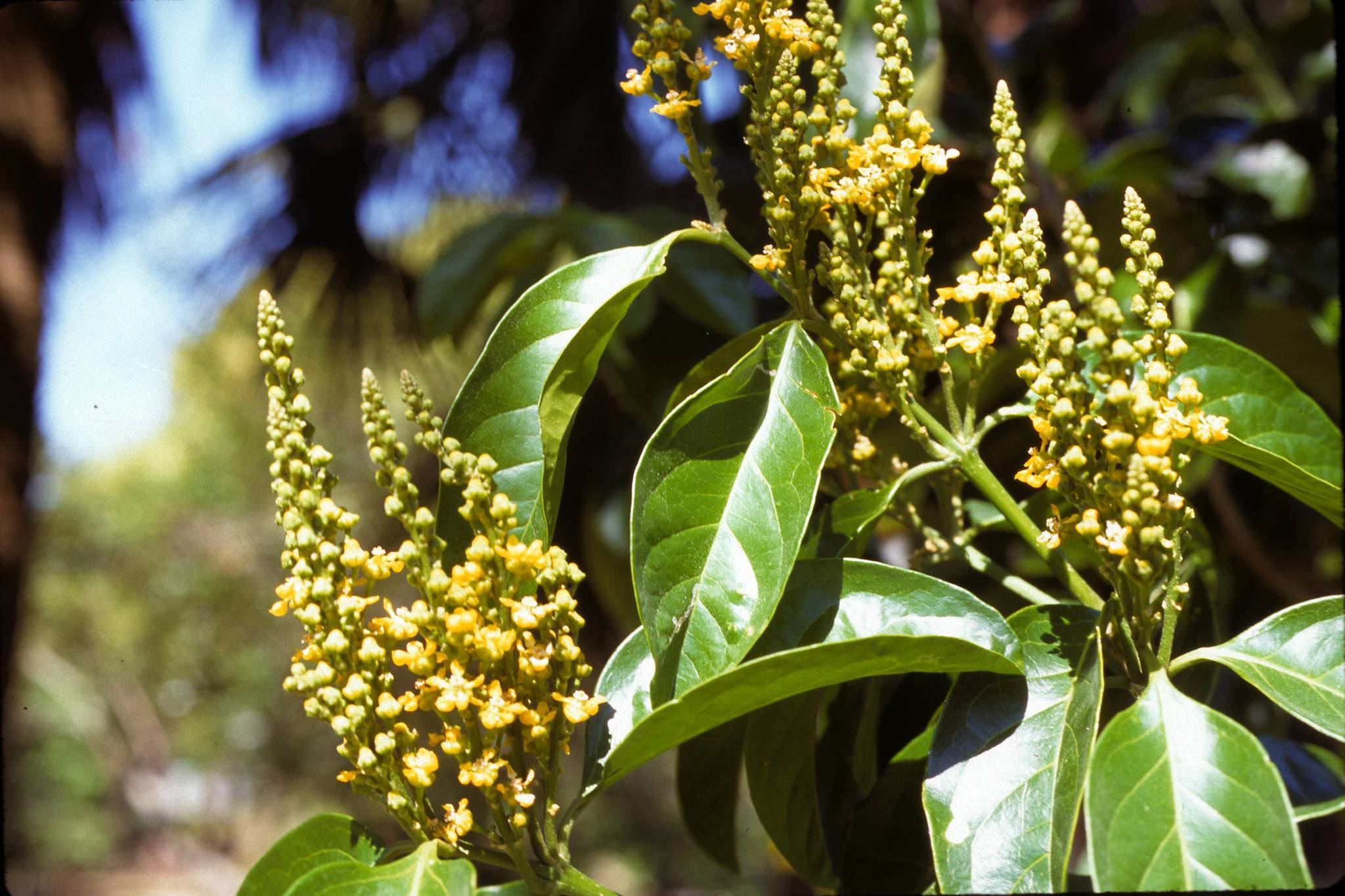 Bunchosia glandulifera