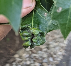 Macrodiplosis niveipila