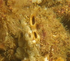 Modiolinae