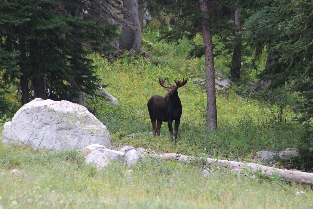 Moose