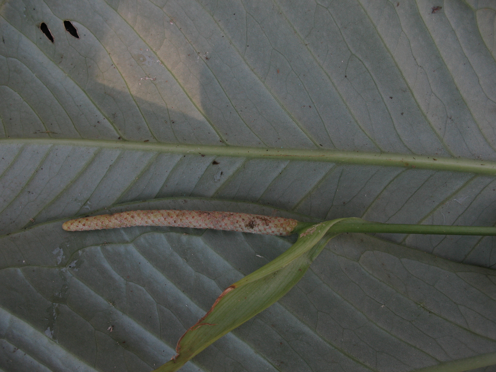Anthurium oxycarpum 3